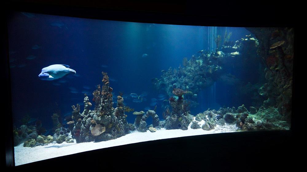 Glasbodenboot-wie-ein-Aquarium-im-Meer